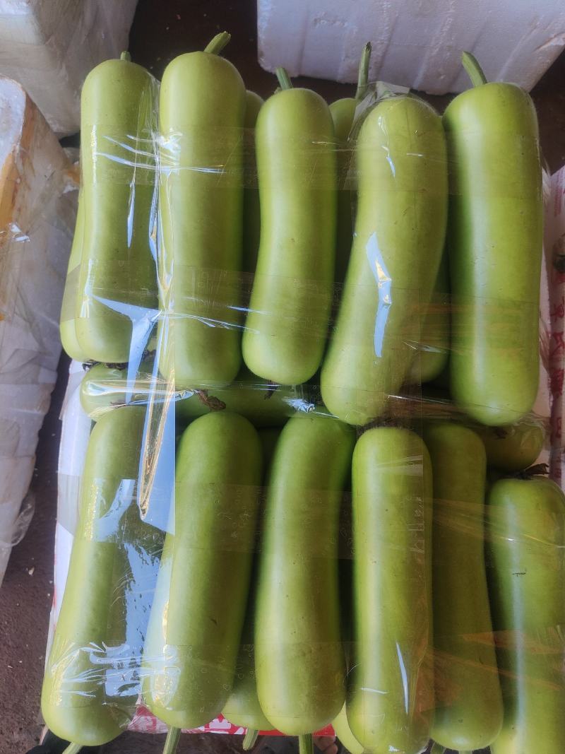 广东瓠瓜新鲜蔬菜瓠瓜夜开花葫芦瓜蒲瓜农家露天种植现摘现发