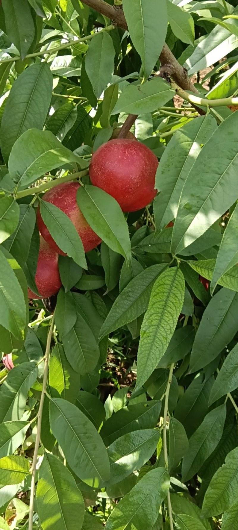 油桃杠9，大量上市了，个大味道好。