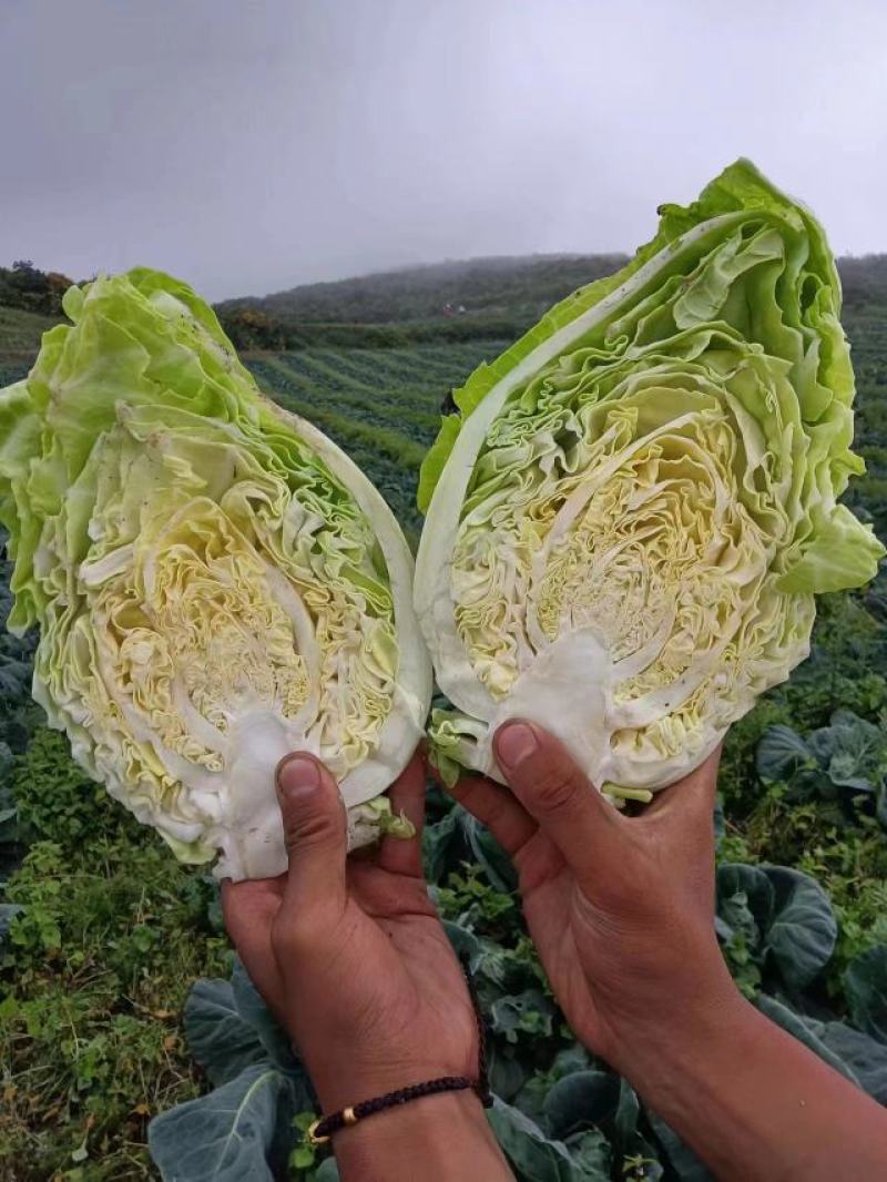 甘蓝