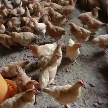 长年专业提供各种鸡尾，阉鸡尾，淘汰鸡正鸡，