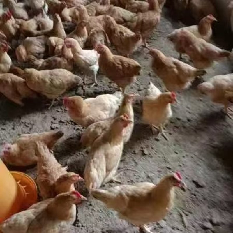 长年专业提供各种鸡尾，阉鸡尾，淘汰鸡正鸡，