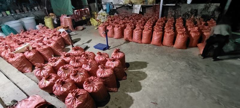 大量现货洋荷