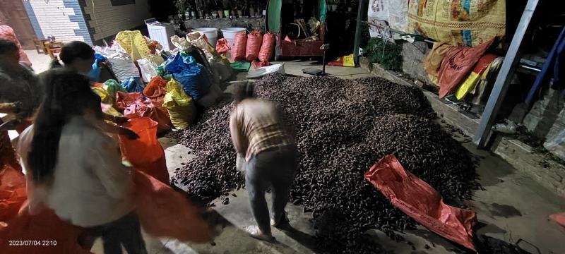大量现货洋荷