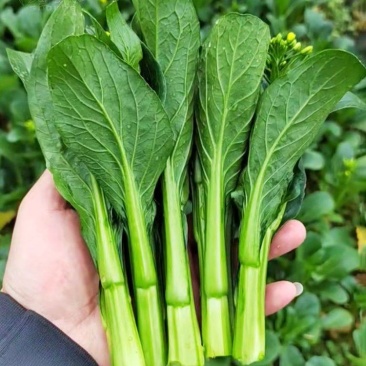 广东菜心