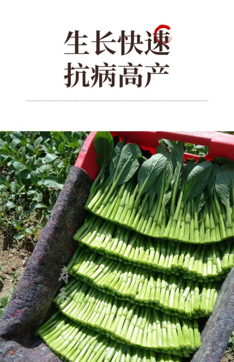 广东菜心