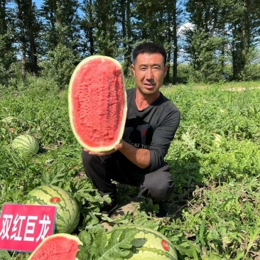 巴盟黑柳子西瓜熟了，双红金五