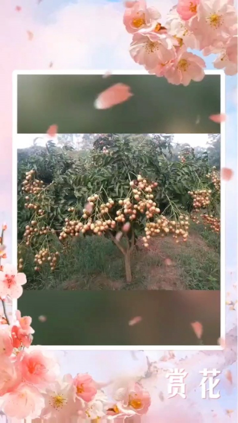 广西贵港市平南县丹竹镇黄皮大量上市