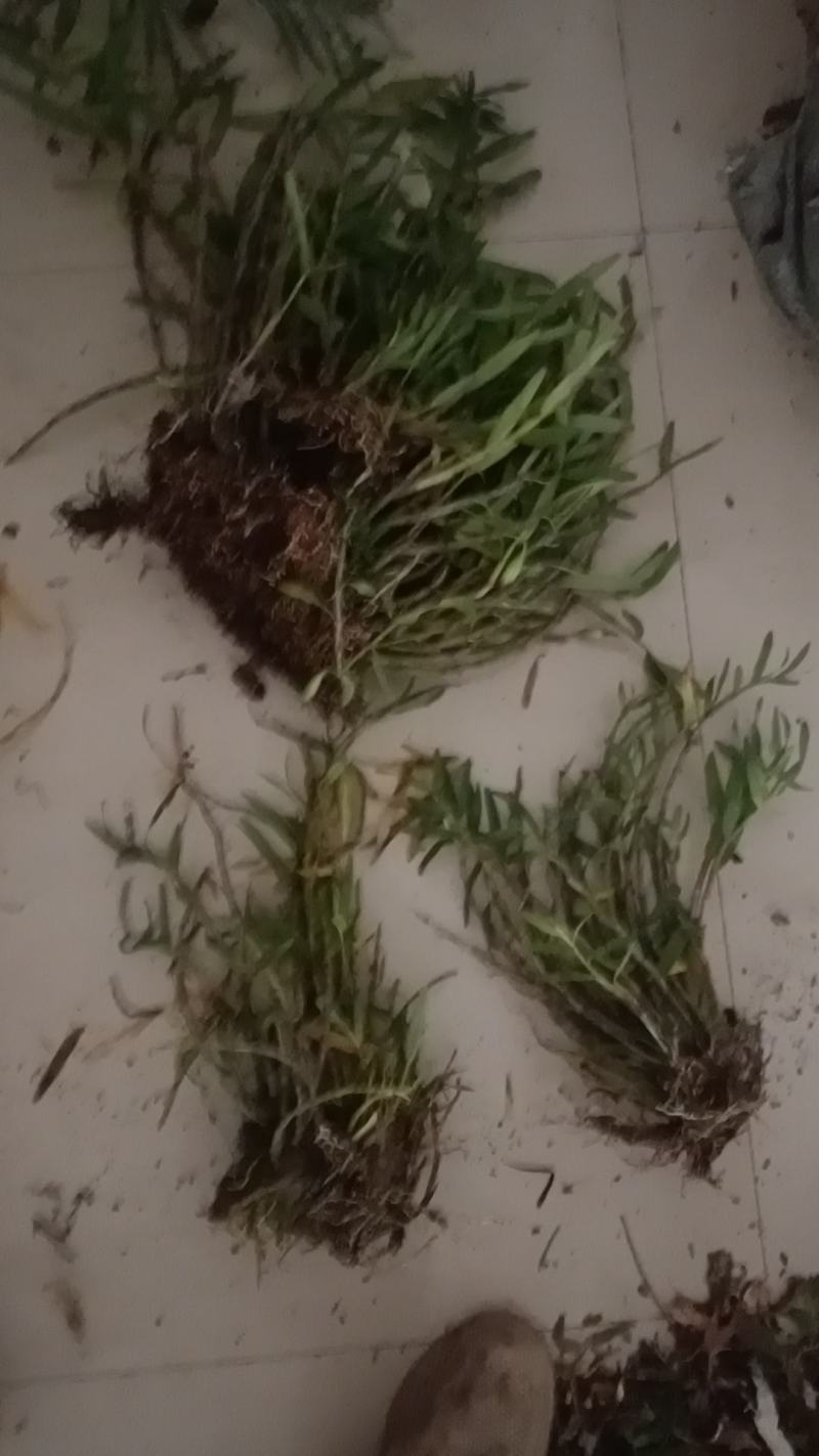 重唇石斛，新鲜货靓货