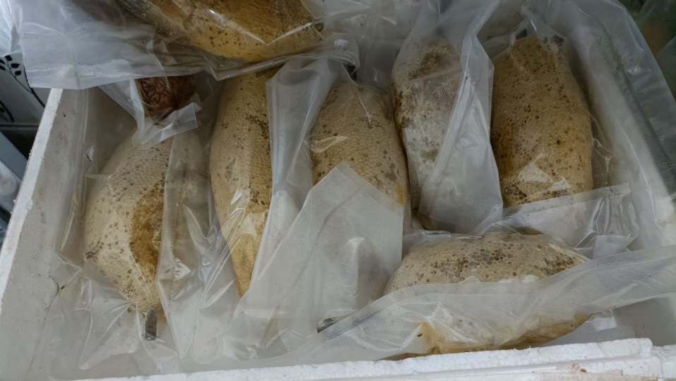 白芷真空包装示意图