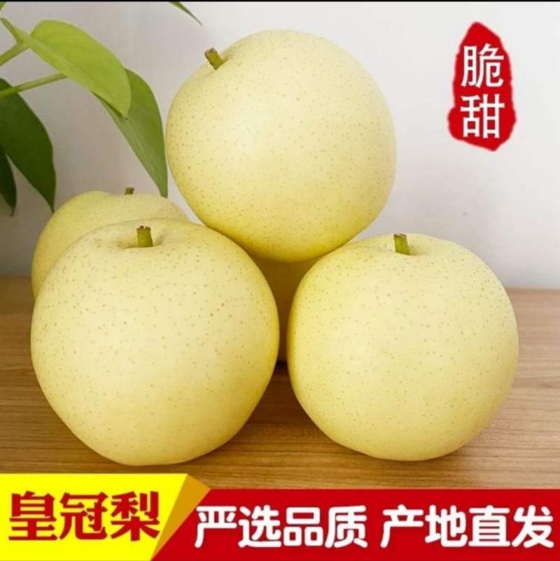山东皇冠梨大量上市，可出口，超市批发市场电商团购一件代发