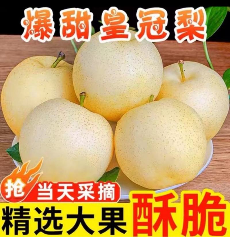 山东皇冠梨大量上市，可出口，超市批发市场电商团购一件代发