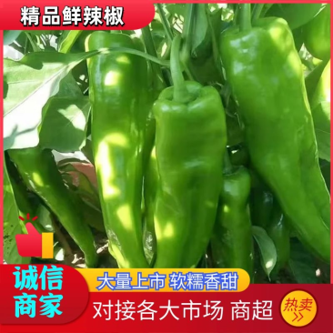 精品黄皮绿皮尖椒大量有货保质保量货源充足诚信经营