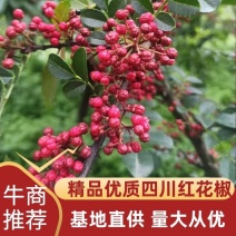 优质鲜花椒现摘现发产地直供品质保证全国发货价格优惠