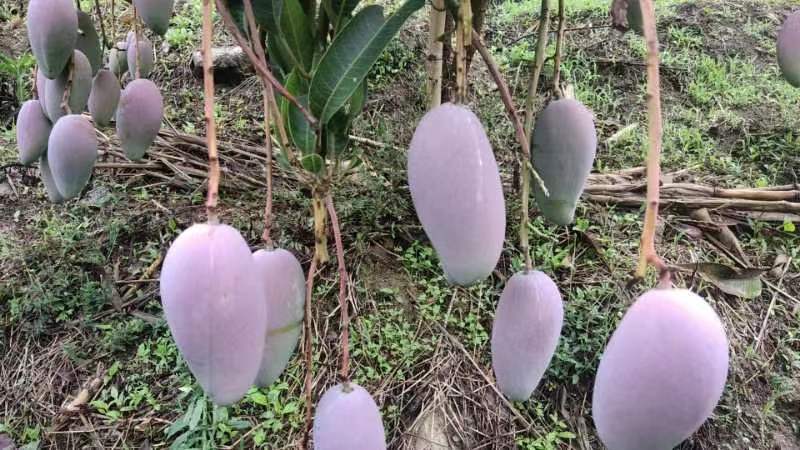 新鲜芒果特写图