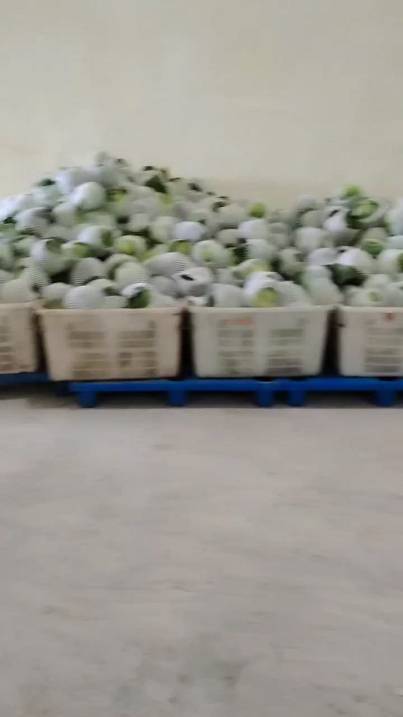精品甘蓝量大货优，中甘甘蓝，定西高原夏菜，耐运输，耐储存