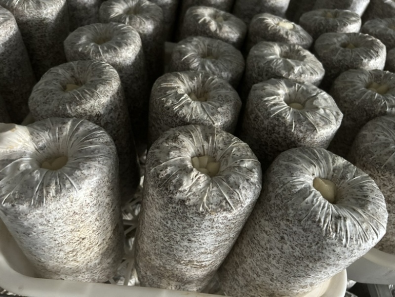 黑木耳液体菌棒，量大从优，大公司只挣场地费和人员工资。