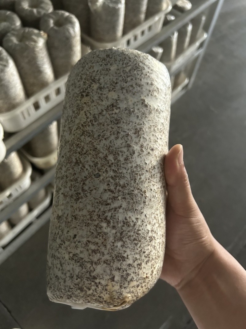 黑木耳液体菌棒，量大从优，大公司只挣场地费和人员工资。