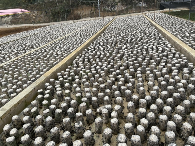 黑木耳液体菌棒，量大从优，大公司只挣场地费和人员工资。