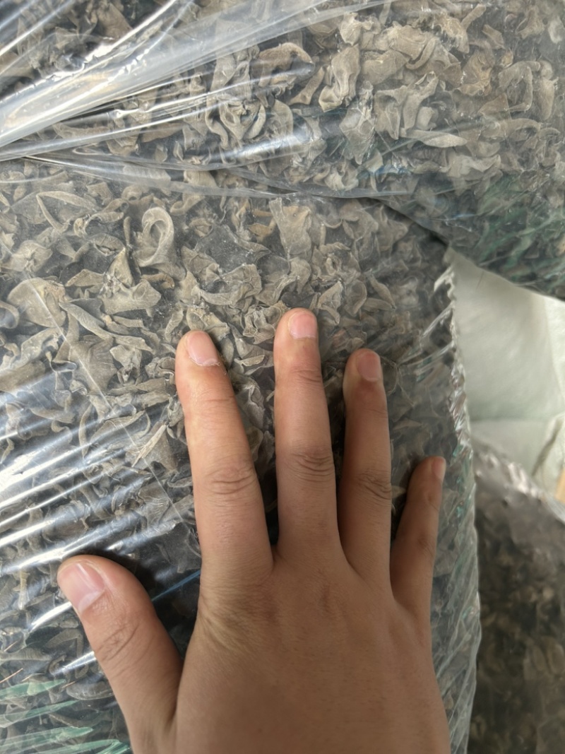 黑木耳液体菌棒，量大从优，大公司只挣场地费和人员工资。