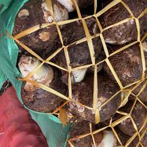 产地广东香芋大芋头细球质量保证承接电商市场