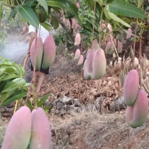 象牙芒果，红头的