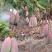 象牙芒果，红头的