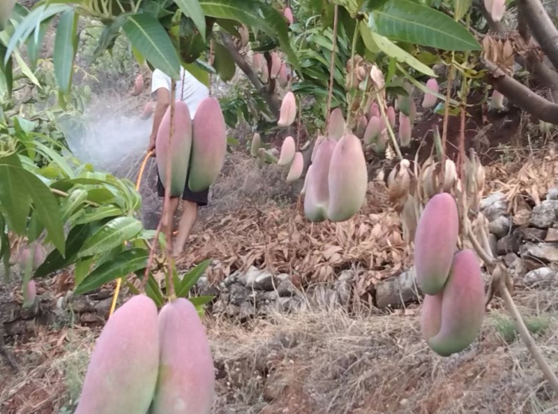 象牙芒果，红头的