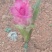 郁金花