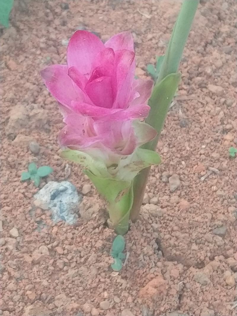 郁金花