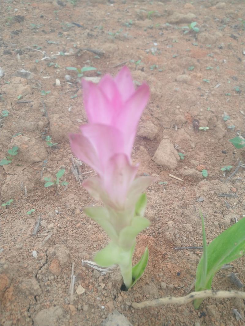 郁金花