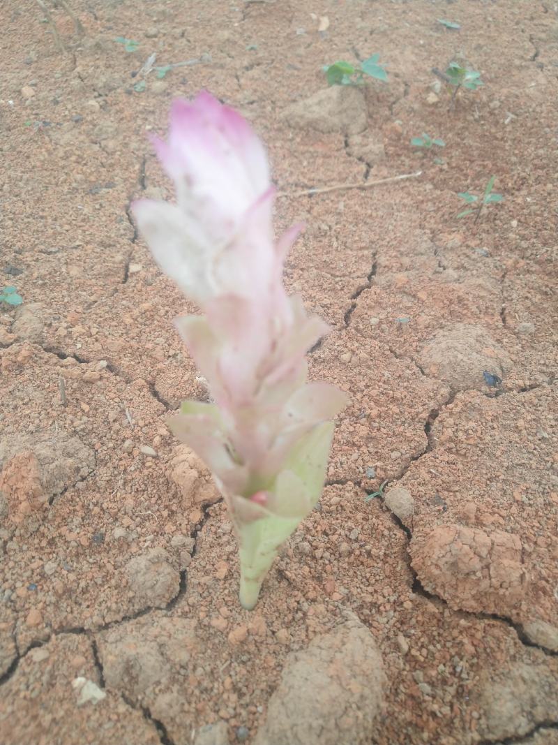 郁金花