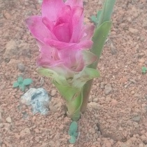 郁金花
