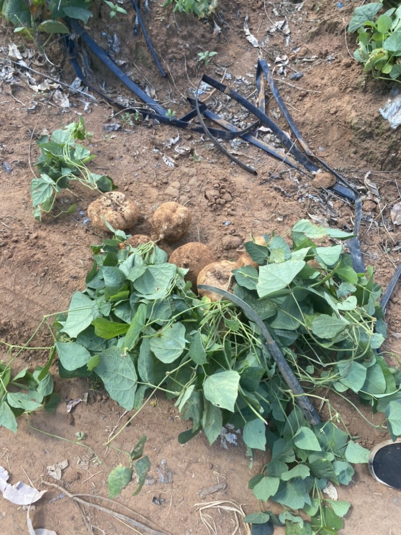 广东湛江基地凉薯白地瓜豆薯承接电商市场