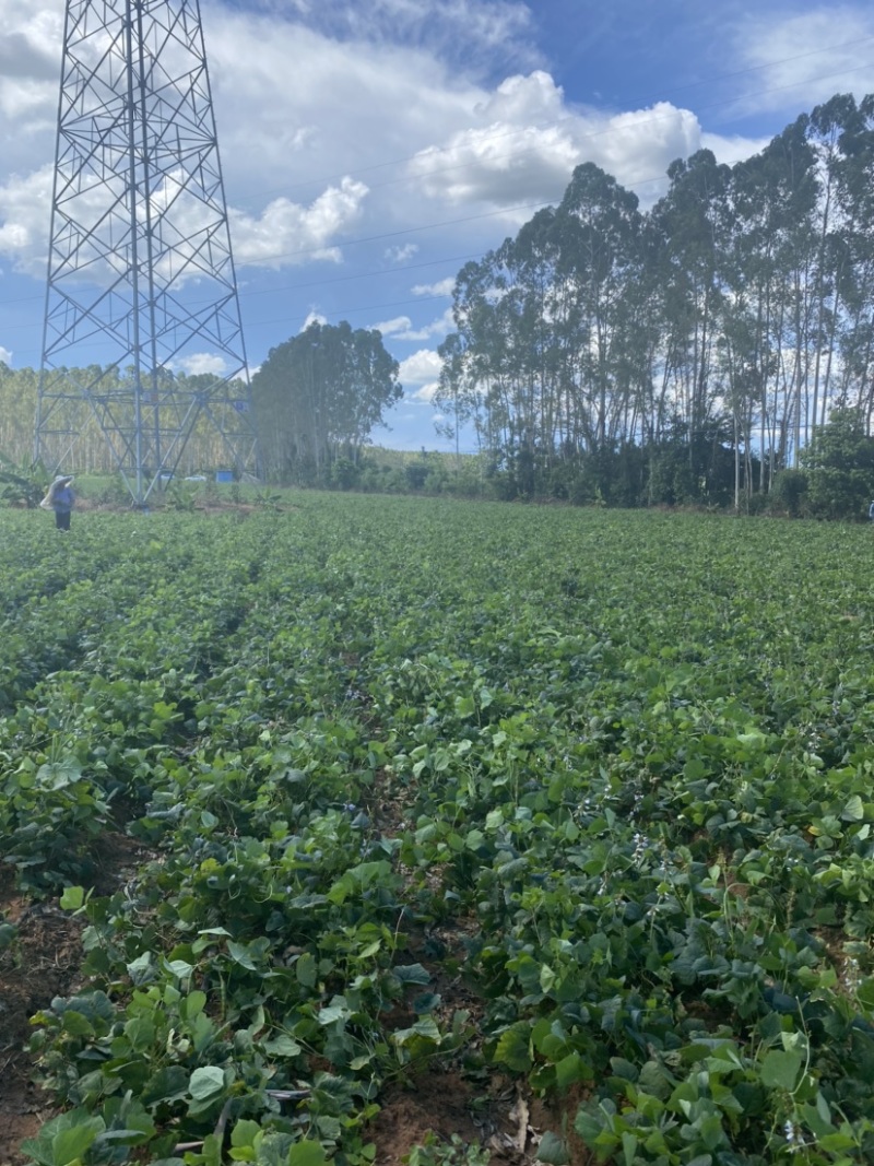 广东湛江基地凉薯白地瓜豆薯承接电商市场