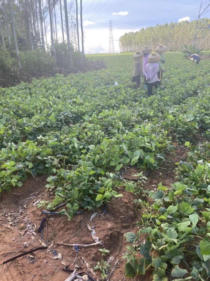 广东湛江基地凉薯白地瓜豆薯承接电商市场