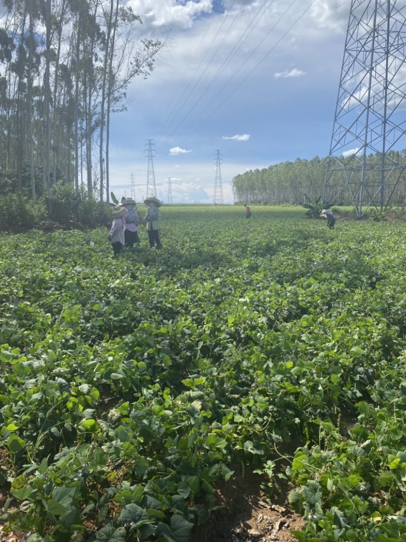 广东湛江基地凉薯白地瓜豆薯承接电商市场