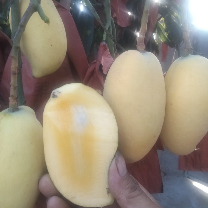 各种二级芒果，一级芒果。需要的联系