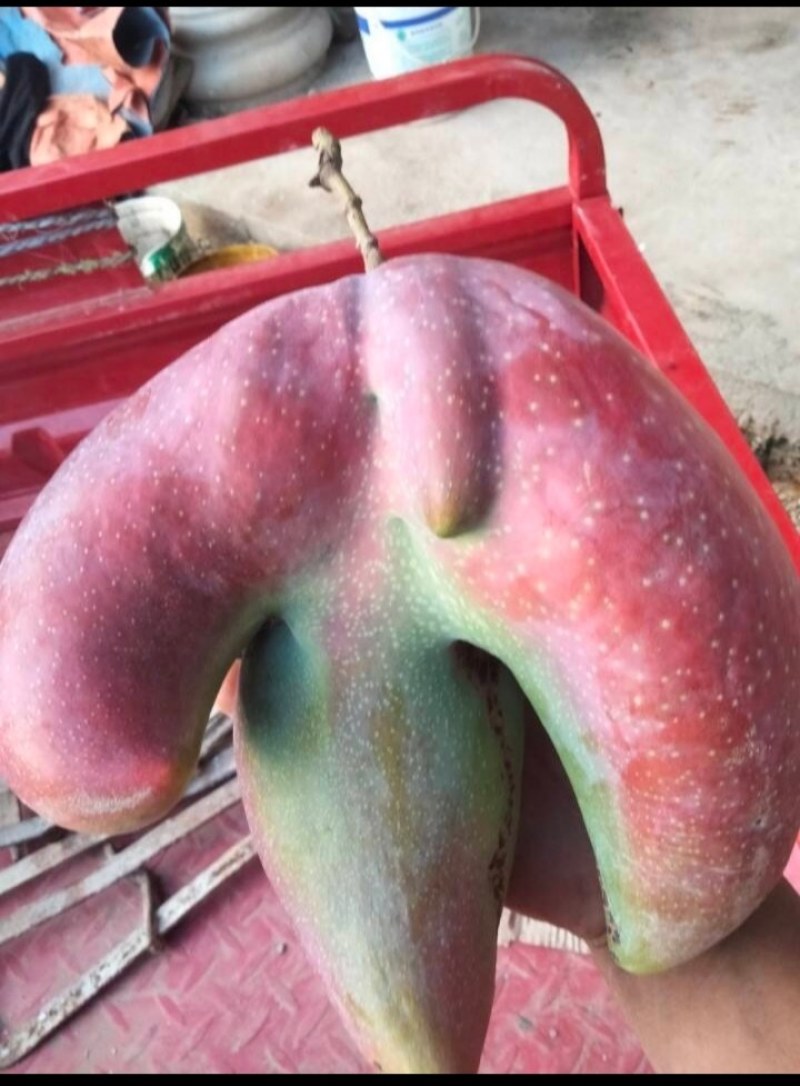 各种二级芒果，一级芒果。需要的联系