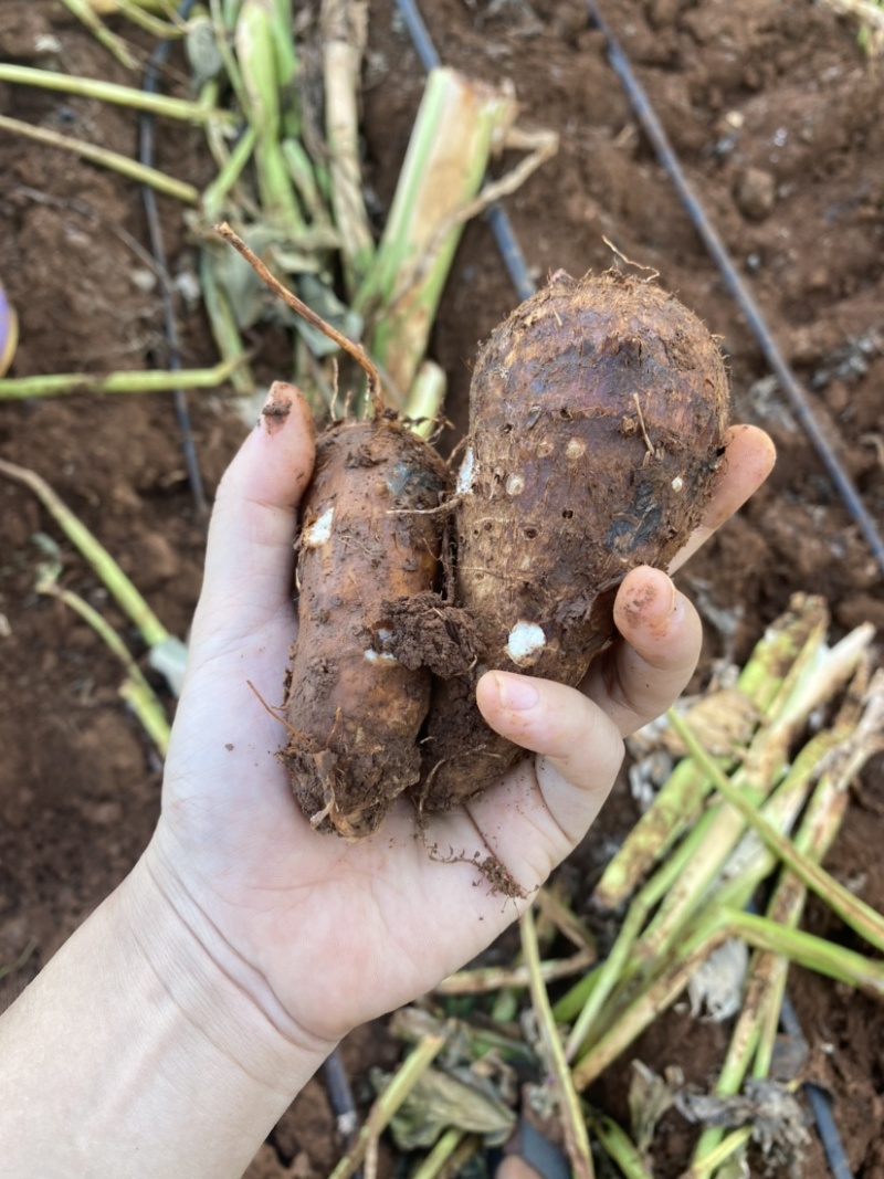 湛江芋头仔小香芋毛芋头