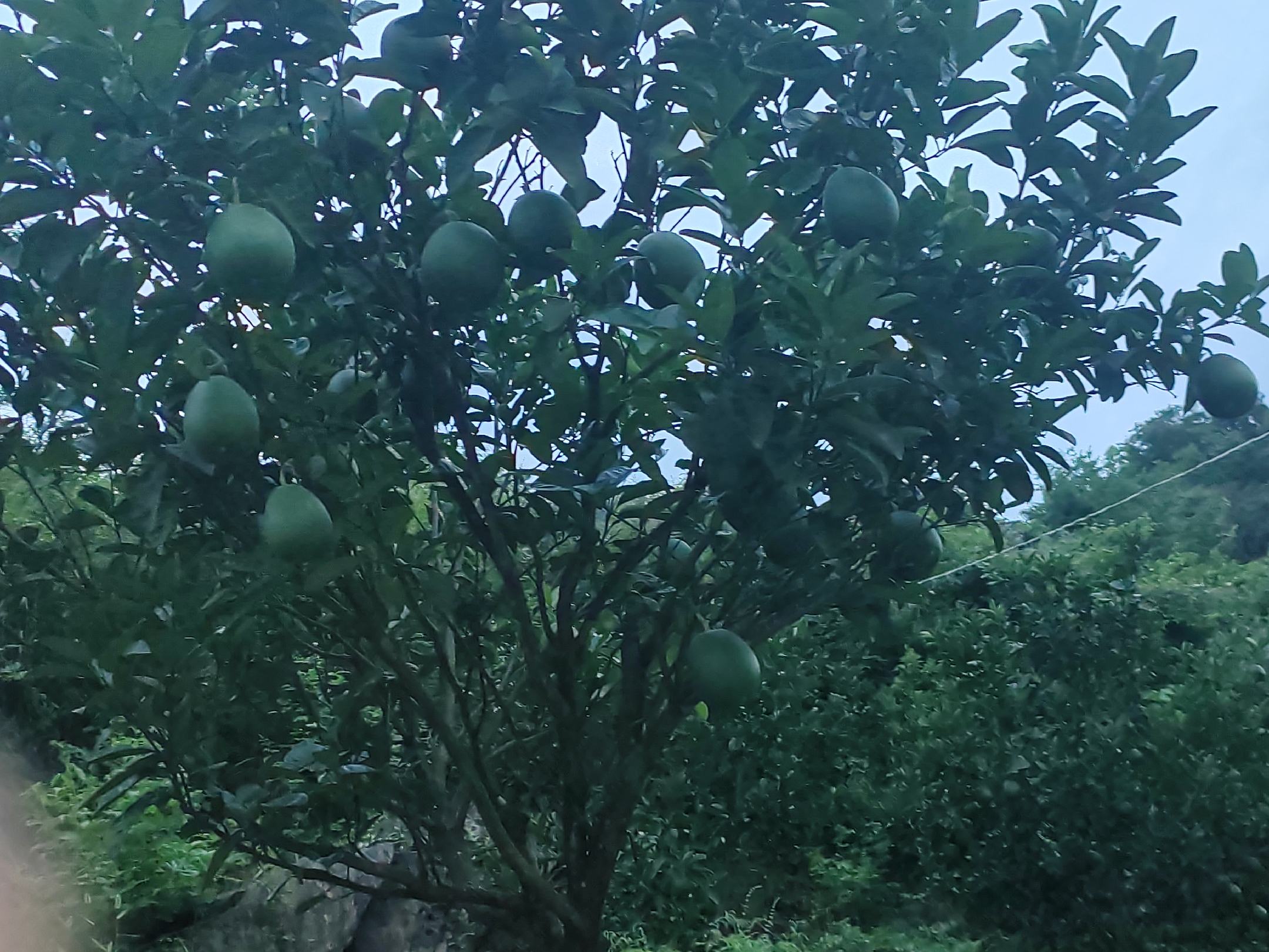 红心柚树在寒冷环境下的表现