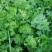 小叶香菜，铁杆月上市了，铁杆青香菜，脆，嫩，无公害香菜