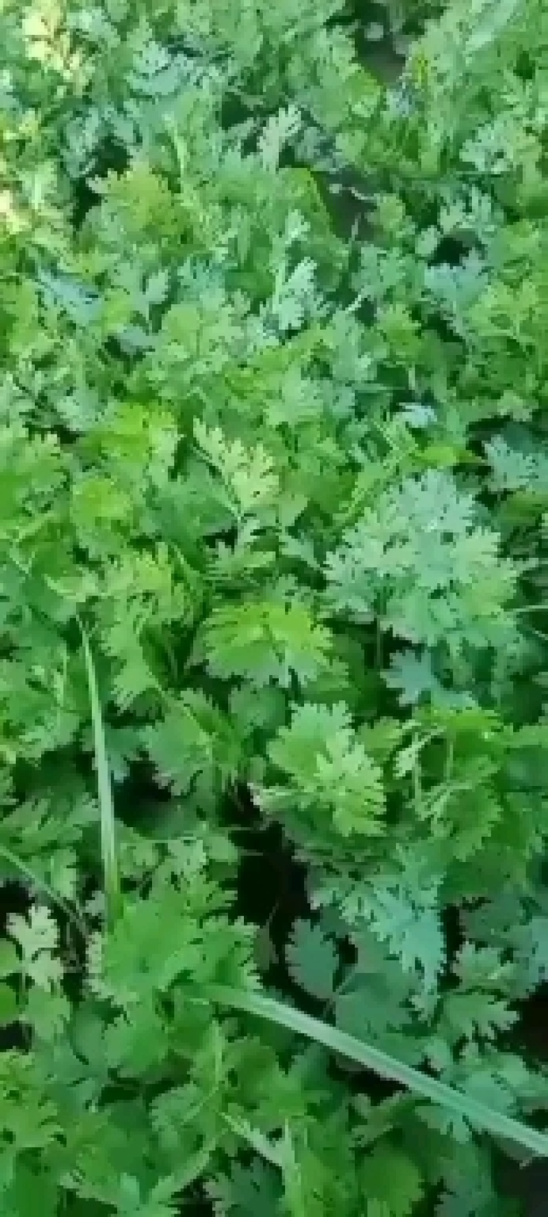小叶香菜，铁杆月上市了，铁杆青香菜，脆，嫩，无公害香菜