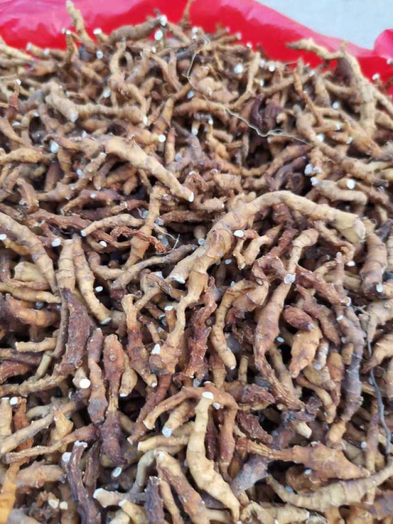 秦岭高山林下九节菖蒲水洗货，含量高，净度好