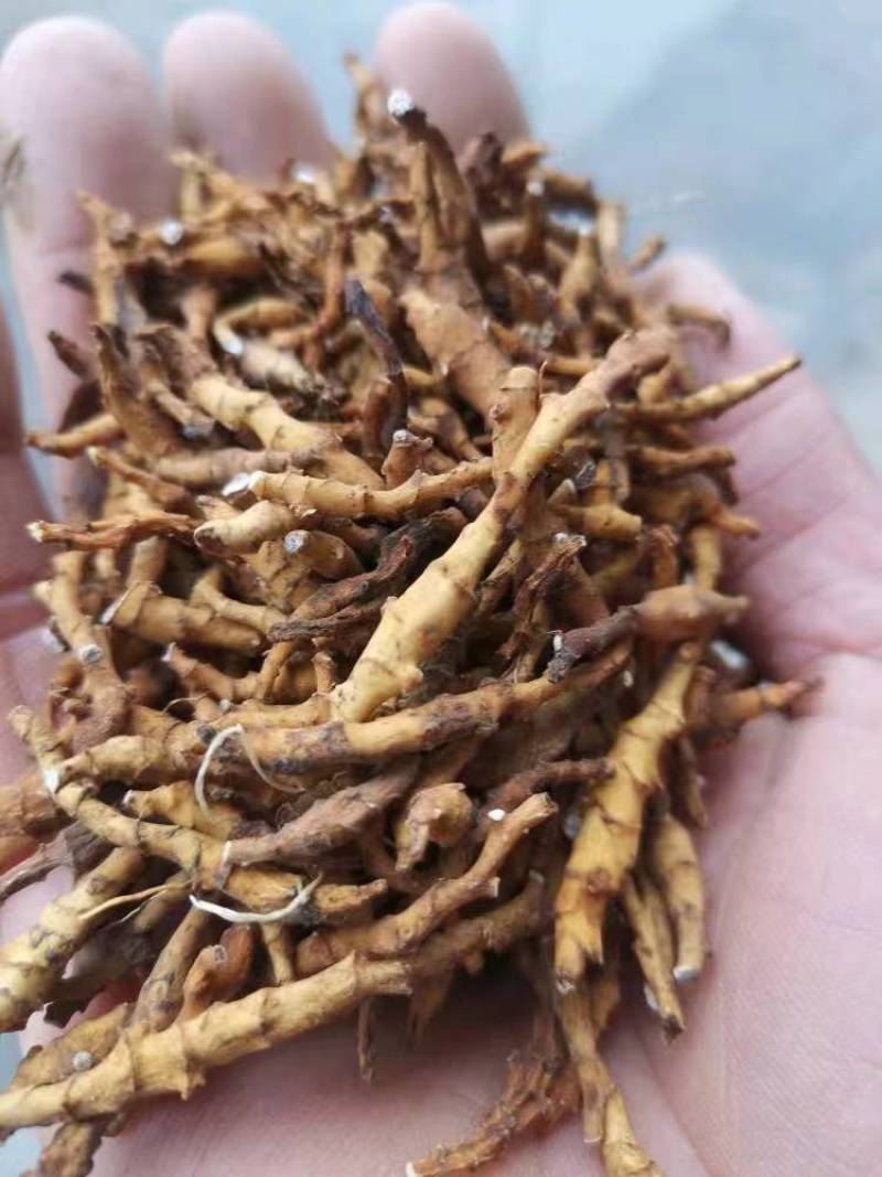 秦岭高山林下九节菖蒲水洗货，含量高，净度好
