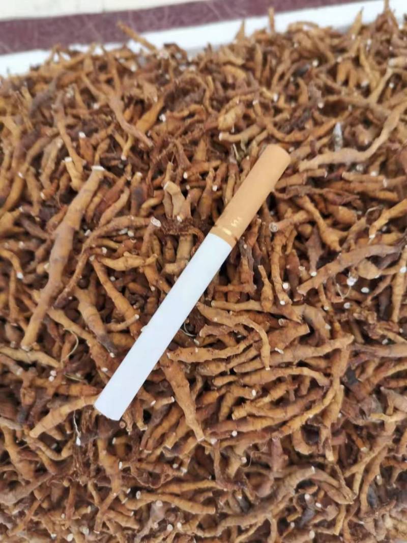 秦岭高山林下九节菖蒲水洗货，含量高，净度好