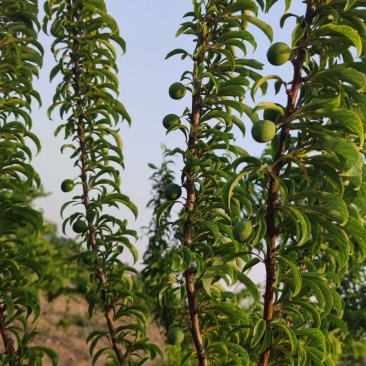 蜂糖李马上成熟，开放预定