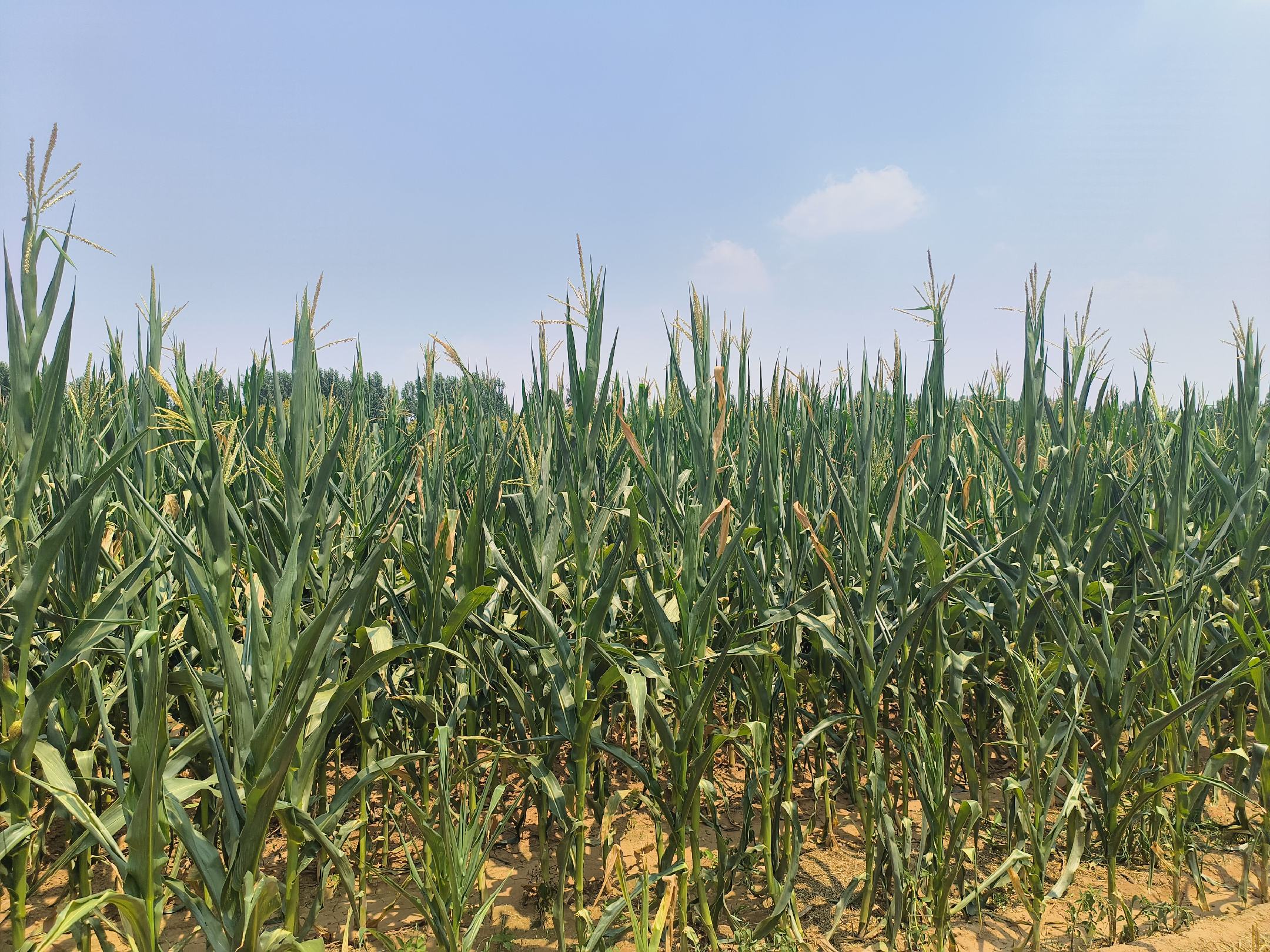 一片金黄色的玉米田,阳光照射下成熟的玉米棒子挂在植株上,前景展示剥开的玉米粒和放大的玉米胚芽结构示意图,突出胚芽在整粒玉米中的位置和比例 玉米田与玉米颗粒特写