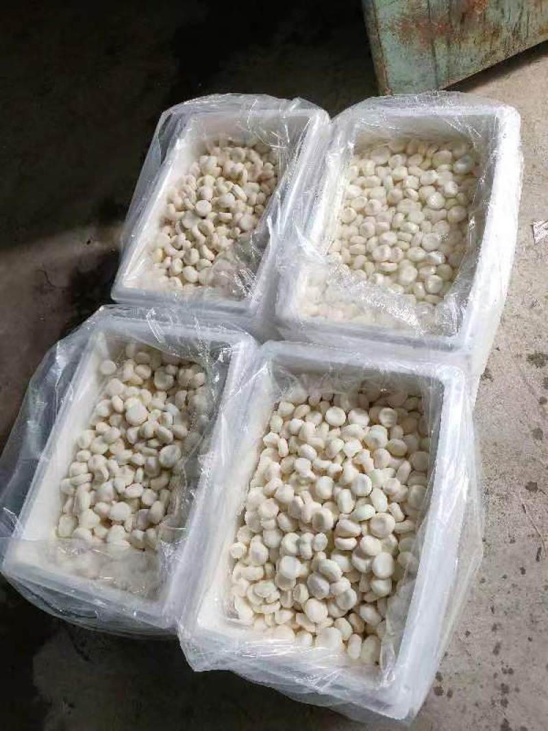 冷冻马蹄荸荠大量货源厂家直发冷链发货提前联系