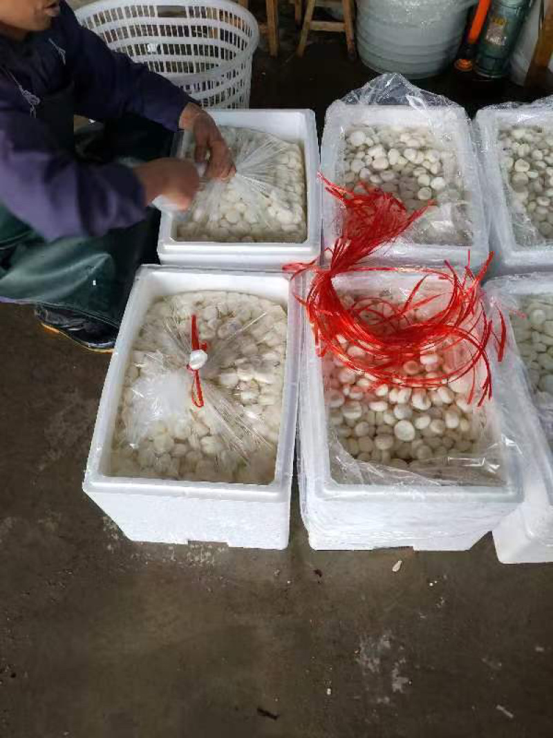 冷冻马蹄荸荠大量货源厂家直发冷链发货提前联系