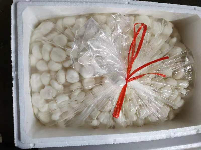 冷冻马蹄荸荠大量货源厂家直发冷链发货提前联系